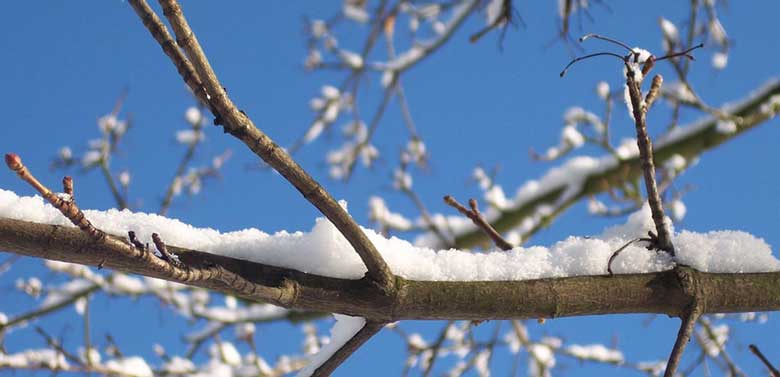 winter tree branch