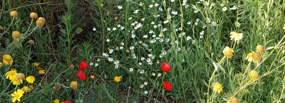 wildflowers