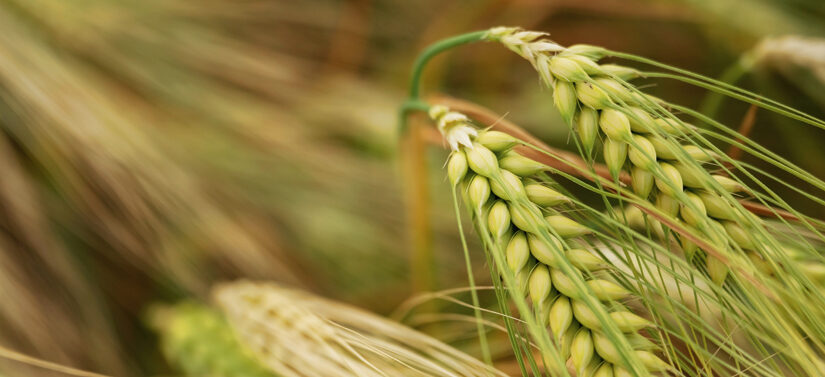 barley in a field